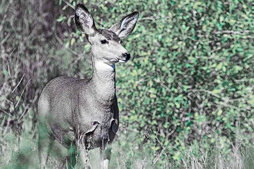 Mule Deer Gazes Across Landscape Horizon (Blue Tint)