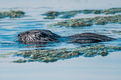 Muskrat Swimming Among Floating Algae (Blue Tint)