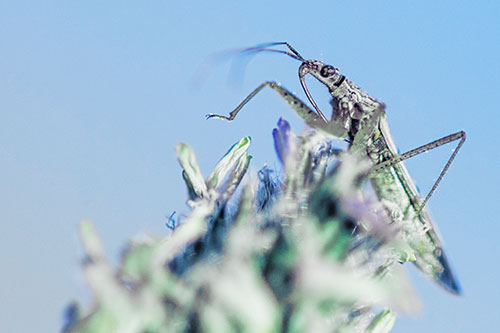 Nabis Lineatus Crawling Atop Plantago (Blue Tint)