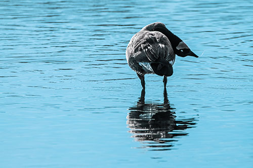 Neck Contorting Canadian Goose Grooming Among Shallow Water (Blue Tint)
