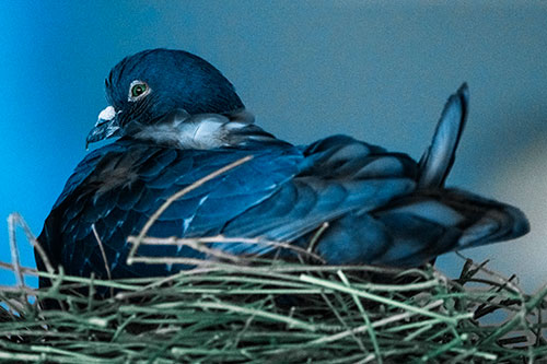 Nesting Pigeon Keeping Watch (Blue Tint Photo)