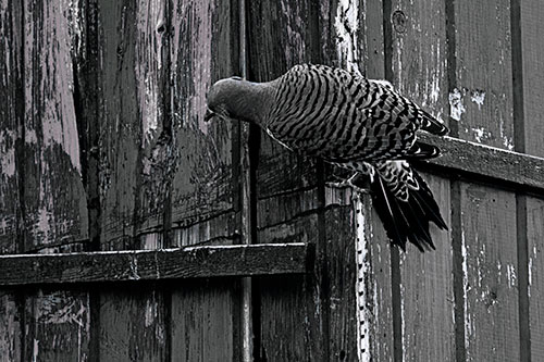Northern Flicker Woodpecker Climbing Across Birdhouse (Blue Tint Photo)