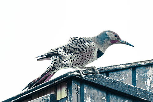 Northern Flicker Woodpecker Crouching Atop Birdhouse (Blue Tint)