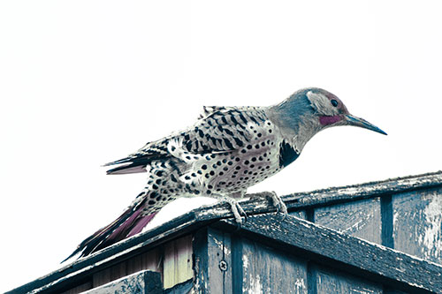 Northern Flicker Woodpecker Crouching Atop Birdhouse (Blue Tint Photo)