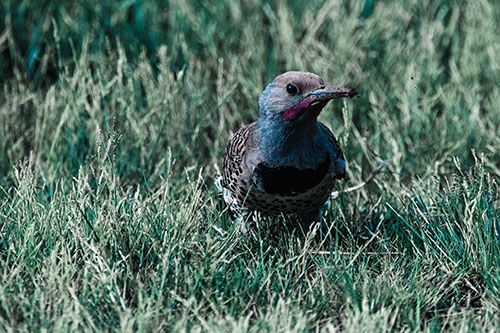 Northern Flicker Woodpecker Digging Up Dirt (Blue Tint)