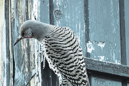 Northern Flicker Woodpecker Peeking Around Birdhouse (Blue Tint Photo)