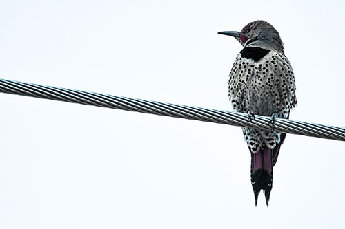 Northern Flicker Woodpecker Perched Atop Steel Wire (Blue Tint)