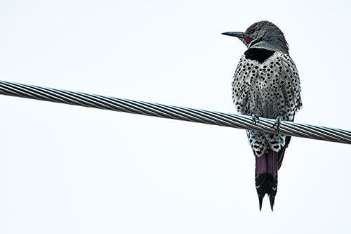Northern Flicker Woodpecker Perched Atop Steel Wire (Blue Tint Photo)