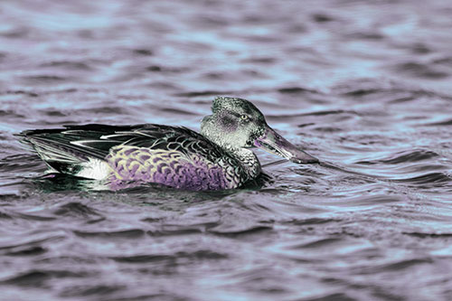 Northern Shoveler Duck Enjoying Lake Swim (Blue Tint Photo)