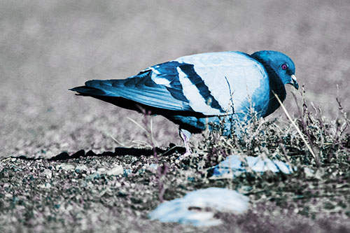 Observant Pigeon Scouring Among Dead Plants (Blue Tint)