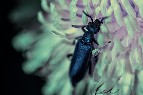 Oedemera Beetle Feasting Among Dandelion (Blue Tint)