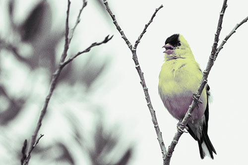 Open Mouthed American Goldfinch Standing On Tree Branch (Blue Tint Photo)