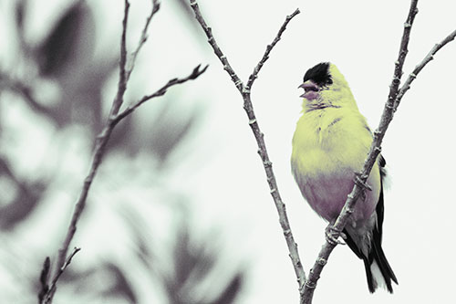Open Mouthed American Goldfinch Standing On Tree Branch (Blue Tint)