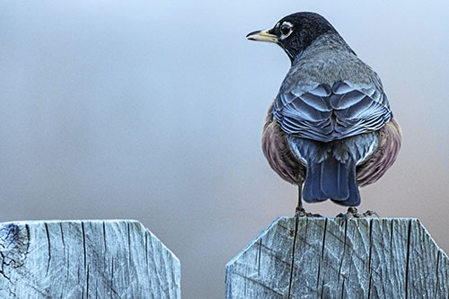 Open Mouthed American Robin Looking Sideways Atop Wooden Fence (Blue Tint Photo)