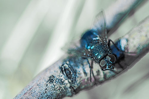 Open Mouthed Blow Fly Looking Above (Blue Tint Photo)