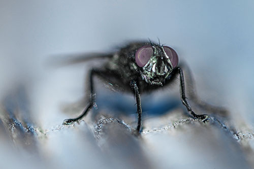Open Mouthed Cluster Fly Shocked With Fear (Blue Tint)