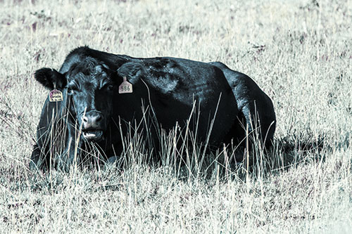 Open Mouthed Cow Resting On Grass (Blue Tint Photo)