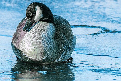 Open Mouthed Goose Laying Atop Ice Frozen River (Blue Tint Photo)