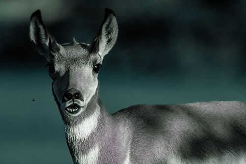 Open Mouthed Pronghorn Gazes In Shock (Blue Tint)