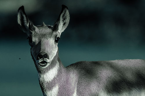 Open Mouthed Pronghorn Gazes In Shock (Blue Tint Photo)