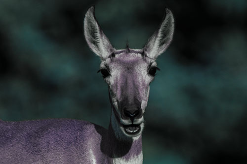 Open Mouthed Pronghorn Spots Intruder (Blue Tint)