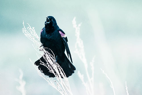 Open Mouthed Red Winged Blackbird Chirping Aggressively (Blue Tint Photo)