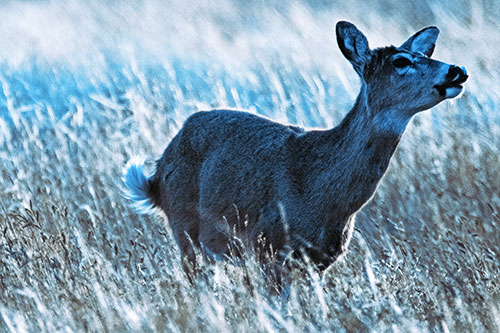 Open Mouthed White Tailed Deer Among Wheatgrass (Blue Tint Photo)