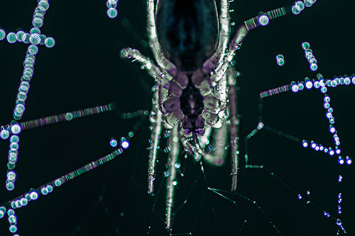 Orb Weaver Spider Dangling Downwards Among Web (Blue Tint Photo)