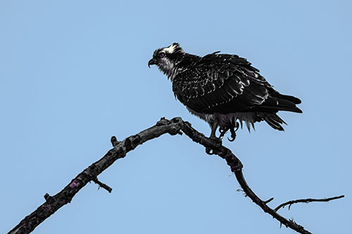 Osprey Hawk Balancing Among Bending Tree Branch (Blue Tint)