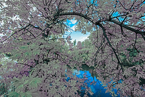 Overlooking River Through Bending Leaf Covered Autumn Tree Branch (Blue Tint)
