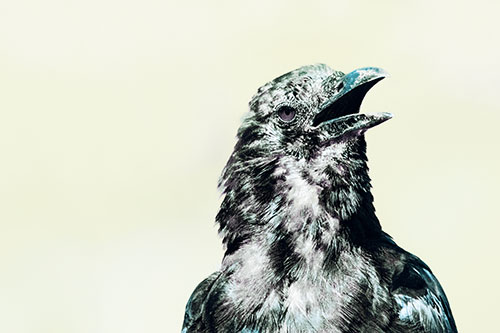 Panting Open Mouthed Crow Cooling Down Among Heat (Blue Tint)