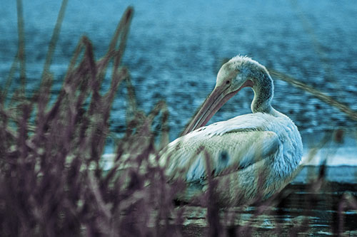 Pelican Grooming Beyond Water Reed Grass (Blue Tint Photo)