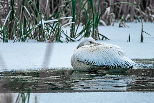 Pelican Resting Atop Ice Frozen Lake (Blue Tint Photo)