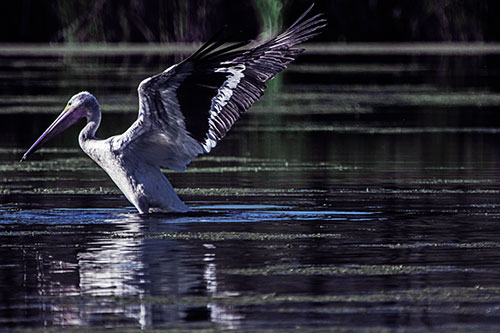 Pelican Takes Flight Off Lake Water (Blue Tint Photo)