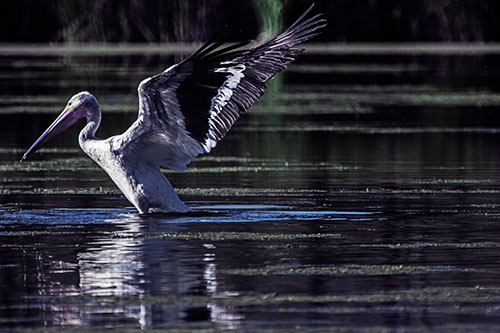 Pelican Takes Flight Off Lake Water (Blue Tint)