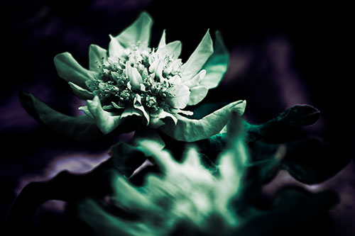 Peony Flower In Motion (Blue Tint Photo)