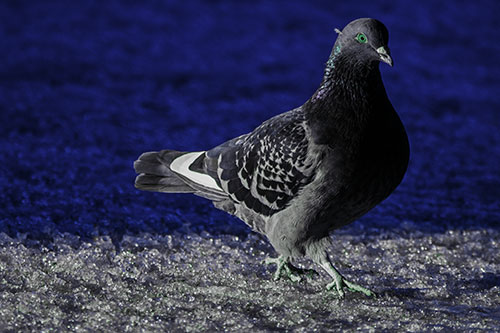 Pigeon Crosses Shadow Covered River Ice (Blue Tint Photo)