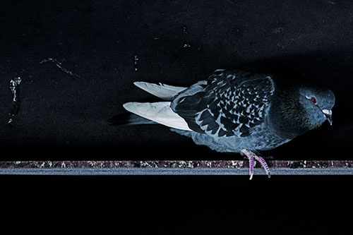 Pigeon Crouching On Steel Beam (Blue Tint Photo)
