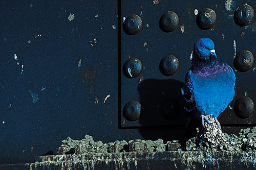 Pigeon Keeping Watch Among Dirty Bridge Steel (Blue Tint)