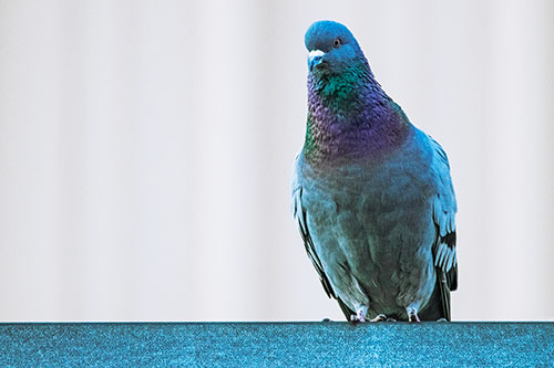 Pigeon Keeping Watch Atop Metal Roof Ledge (Blue Tint Photo)