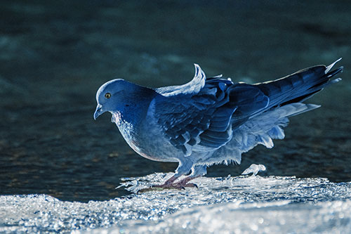 Pigeon Peeking Over Frozen River Ice Edge (Blue Tint Photo)
