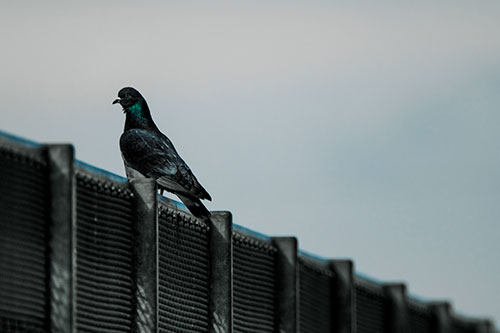 Pigeon Standing Atop Steel Guardrail (Blue Tint Photo)