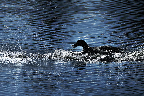 Playful Mallard Duck Gets Splashed Among Lake Horizon (Blue Tint)