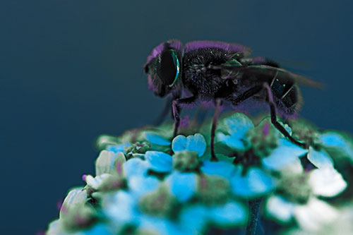 Pollen Covered Hoverfly Standing Atop Flower Petals (Blue Tint Photo)