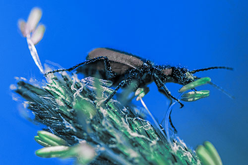 Pollen Covered Scarlet Malachite Beetle Hugging Flower Stem (Blue Tint)