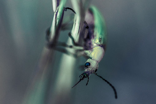 Pollen Faced Blister Beetle Hangs Onto Plant Stem (Blue Tint)