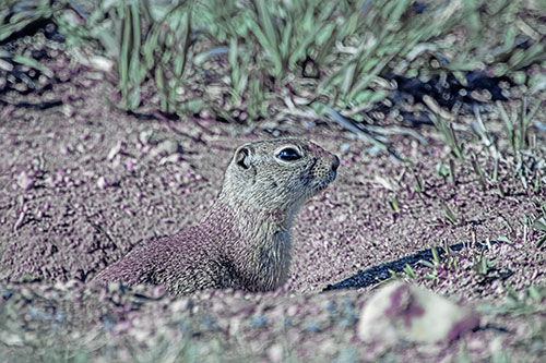 Prairie Dog Emerges From Dirt Tunnel (Blue Tint Photo)