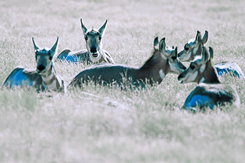 Pronghorn Herd Rest Among Grass (Blue Tint Photo)
