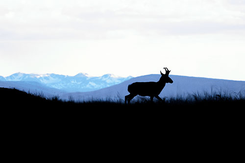Pronghorn Silhouette On The Prowl (Blue Tint Photo)