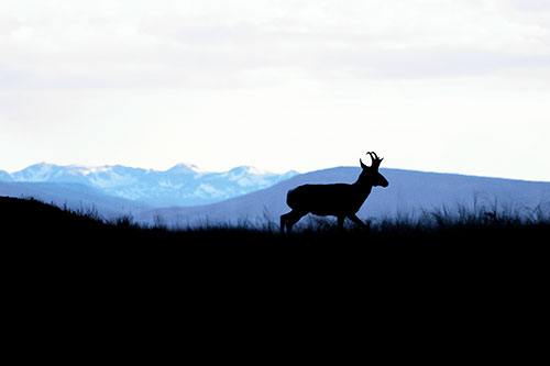 Pronghorn Silhouette On The Prowl (Blue Tint)